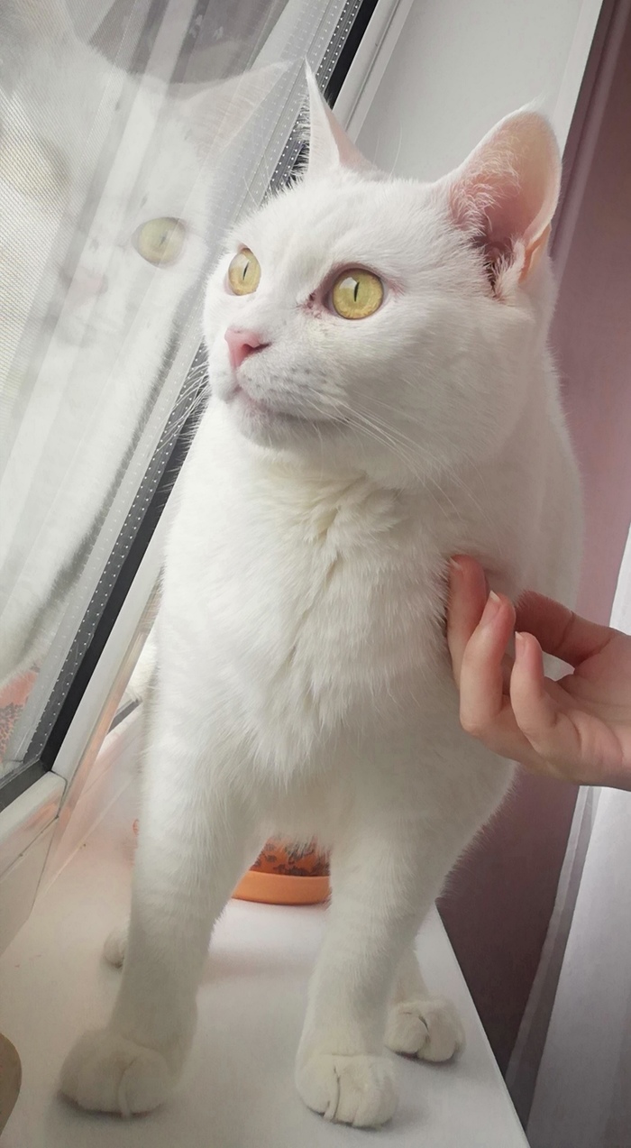 Обыкновенных кошек не бывает