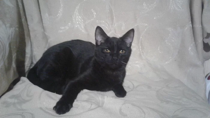 Help me find a family - My, Kittens, In good hands, cat, Help, No rating, City of Queens, Moscow region