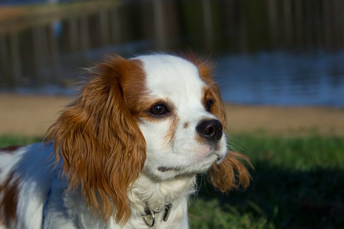 Ordinary everyday life of an ordinary gentleman named Bruno - My, Cavalier king charles spaniel, Milota, Dog, The photo, Longpost