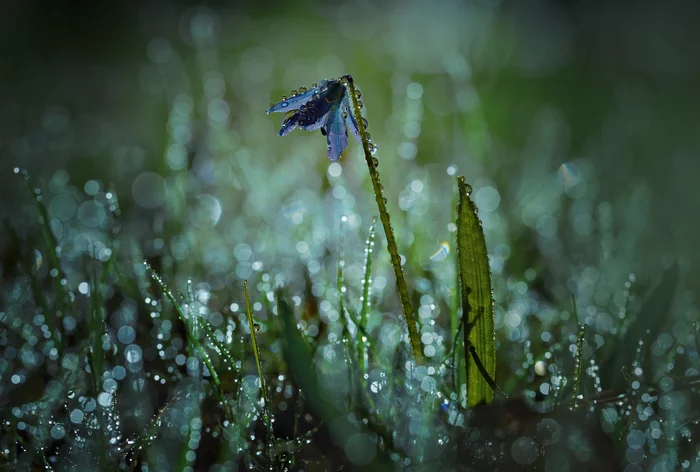 Drops on the face - it's just rain - My, Rain, Drops, Night, Moonlight, Macro, Flowers, The photo, Macro photography