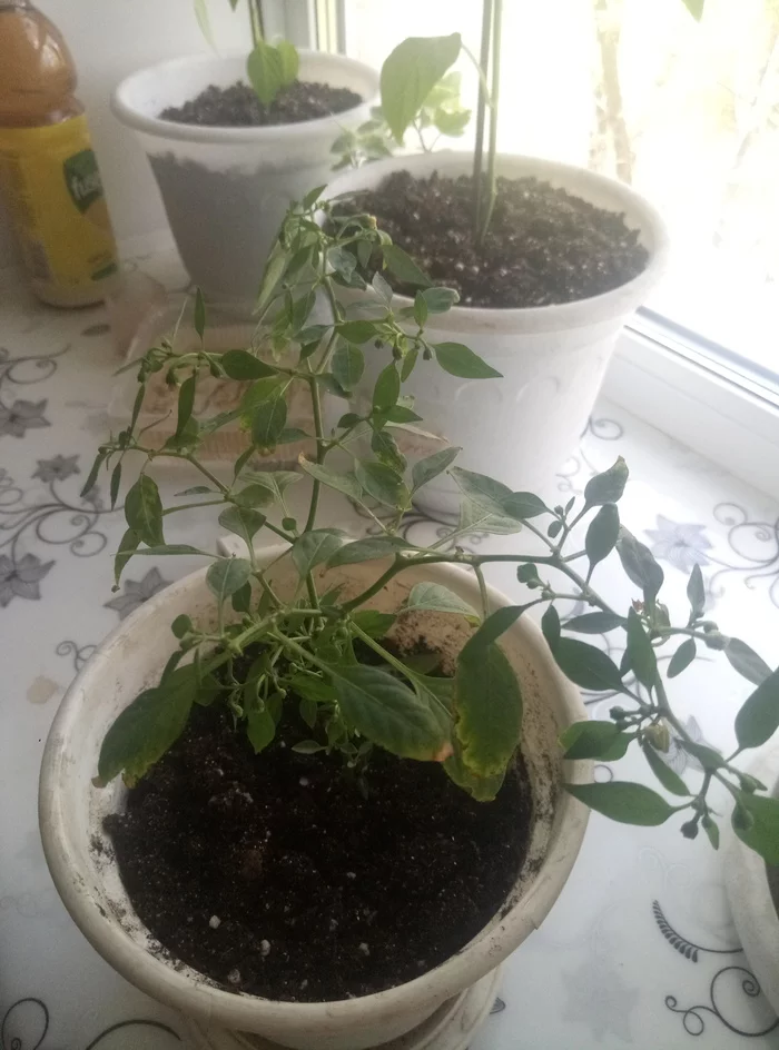 Question for experienced pepper growers - My, Hot peppers, Growing, Problem, Longpost