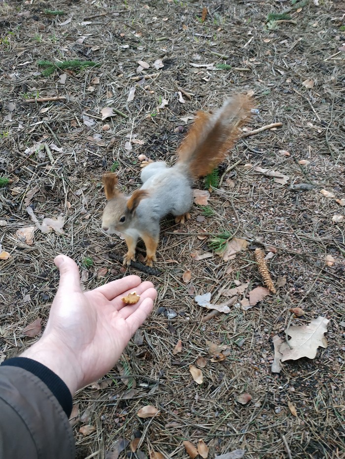 ������� ���������