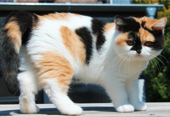 Tricolor beauty - cat, Tricolor cat, Milota, Kittens, Pets, Pet