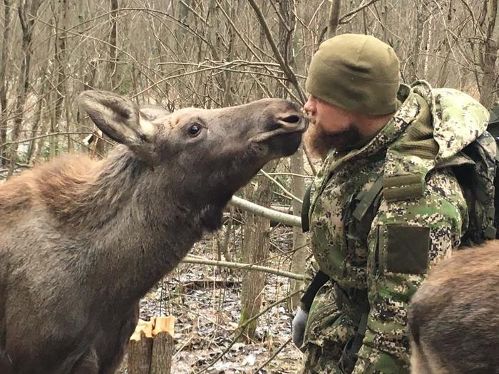 Aleksey Sedom and his calves need our help! - My, gray-haired, Poachers, The photo, Help, Elk, Animals
