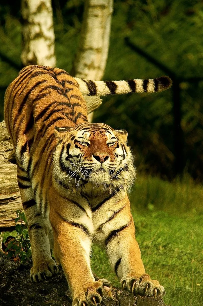 Stretch - Tiger, Puffs, Good morning, Big cats