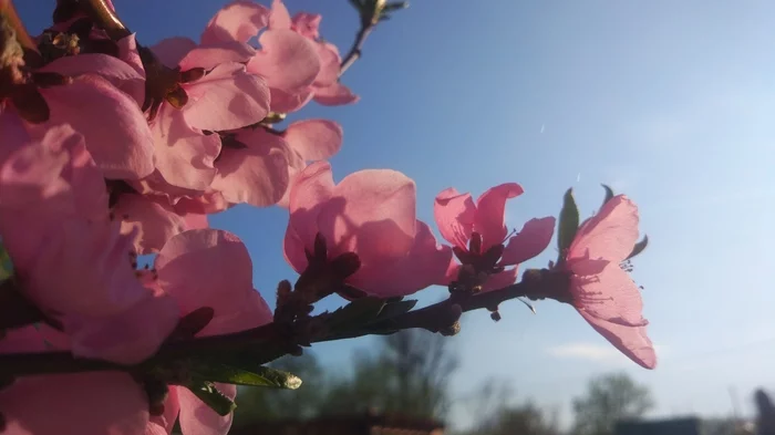 Peach blossoms! - My, Bloom, Peaches