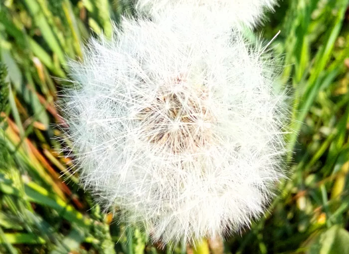 Just spring - My, Dandelion, Mobile photography, Flowers