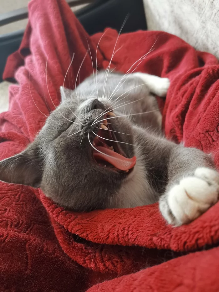 Good morning - My, cat, Yawn