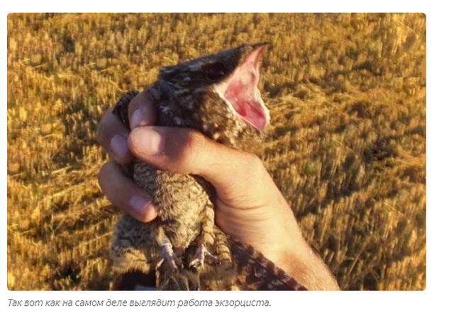 Nightjar: Kings of the poor among birds. Psychiatric hospital in the forest at night - Animal book, Nightjar, Yandex Zen, Longpost, Birds, Animals