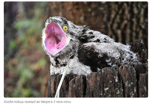 Nightjar: Kings of the poor among birds. Psychiatric hospital in the forest at night - Animal book, Nightjar, Yandex Zen, Longpost, Birds, Animals