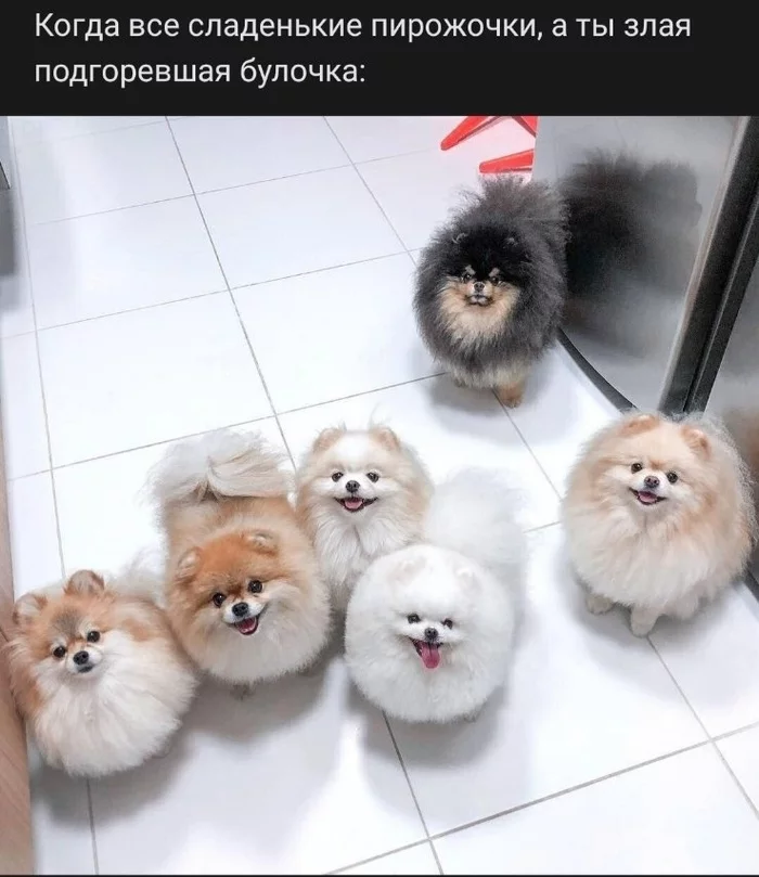 Me and the others - From the network, Spitz, No rating, Dog, Evil