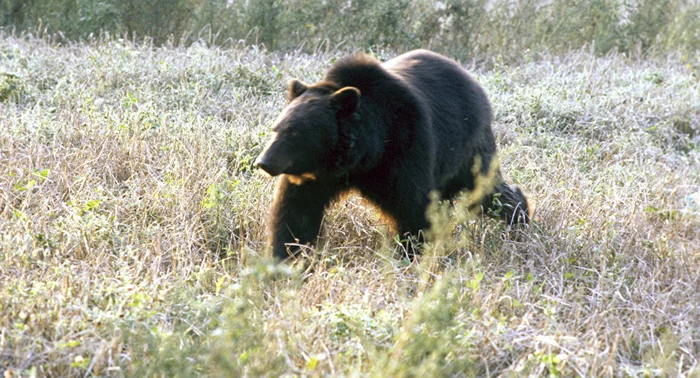 Deputy, deputy, don't be afraid of me! - The Bears, Brown bears, Wild animals, wildlife, Uninvited guests, Deputies, Latvia