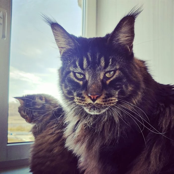 When cats get tired of people - My, cat, Maine Coon, Pets, Longpost