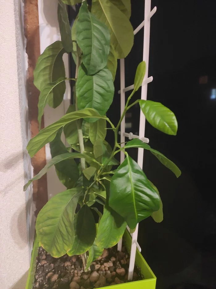 Lemon - My, Lemon, Houseplants, Longpost