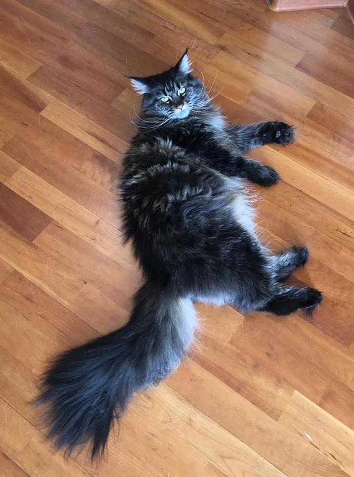 How fluffy my tail is! How powerful are my mustaches! - Fluffy, My, cat, Maine Coon