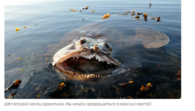 Angler: Know what you eat! - Story, Monkfish, Animal book, A fish, Yandex Zen, Longpost, Animals