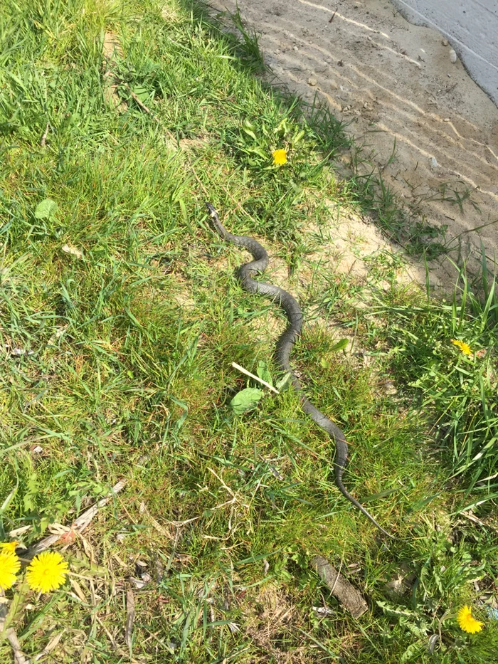 Went for some bread - My, Already, Kulikovo, Snake, The photo