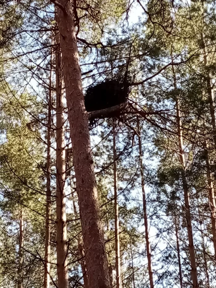 Whose nest - My, Nest, Birds, Forest, Longpost