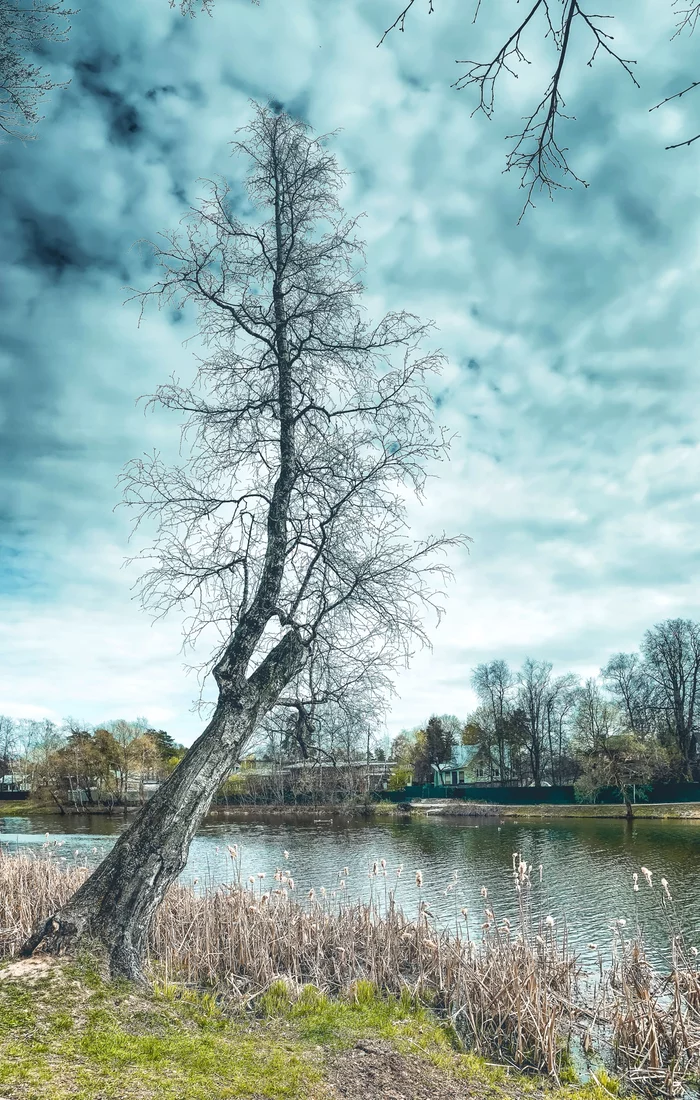 Nemchinovsky Pond - My, Lightroom, Snapseed, The photo, iPhone, Landscape, Pond