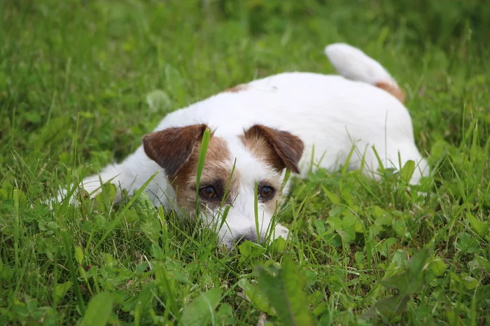 Dog's opinion about laziness - My, Dog, Laziness, Animals, Pets