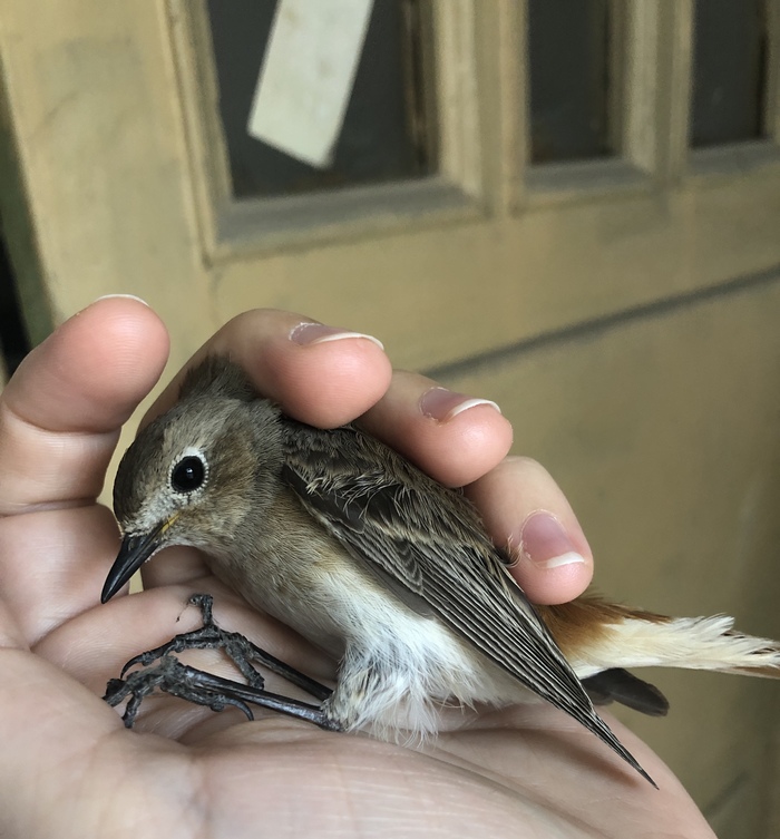 Спасение птичек