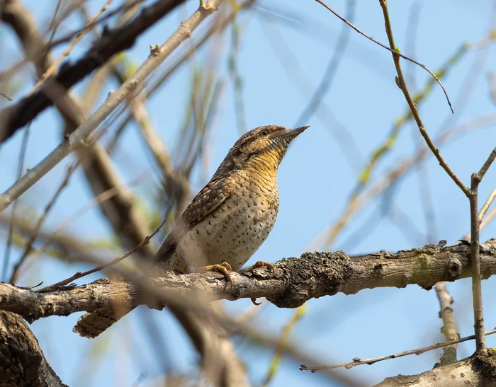 Wryneck - My, Wryneck, Birds, Photo hunting, Wild bird, Disguise