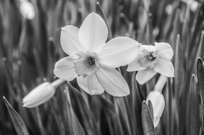 Black and white May - May, Black and white, Flowers, Spring