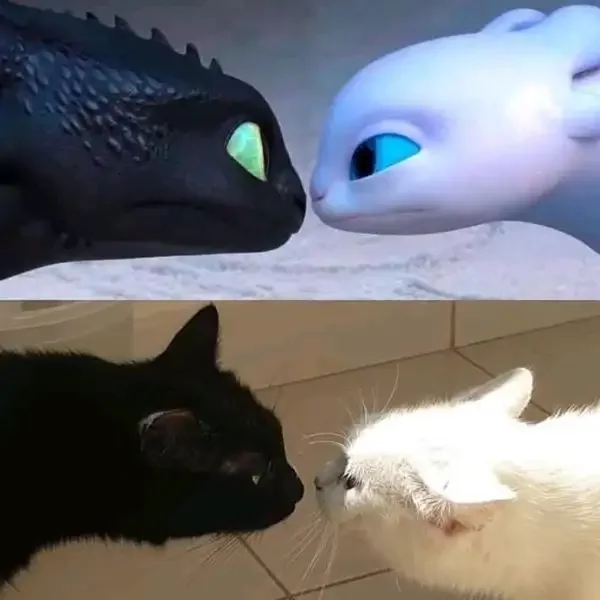 How to Train Your Dragon 4 - Evolution - How to train your dragon, Humor, cat, Cartoons, Toothless, Day Fury, Black cat, White, Night fury