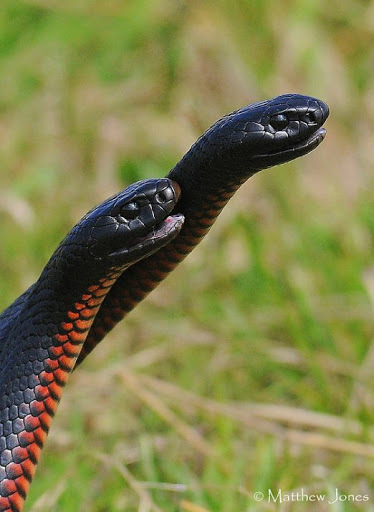 Black snake. - My, Echidna, Snake, Herpetophobia, Poisonous snake, Asp, Longpost, Poisonous animals