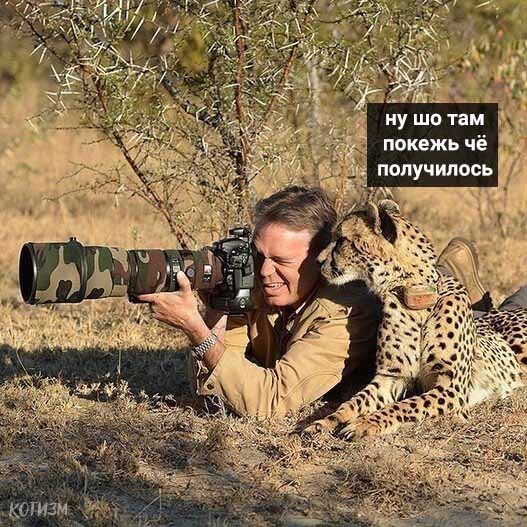 About photogenicity - Photographer, Photogenic, Longpost, Cheetah, Cat family