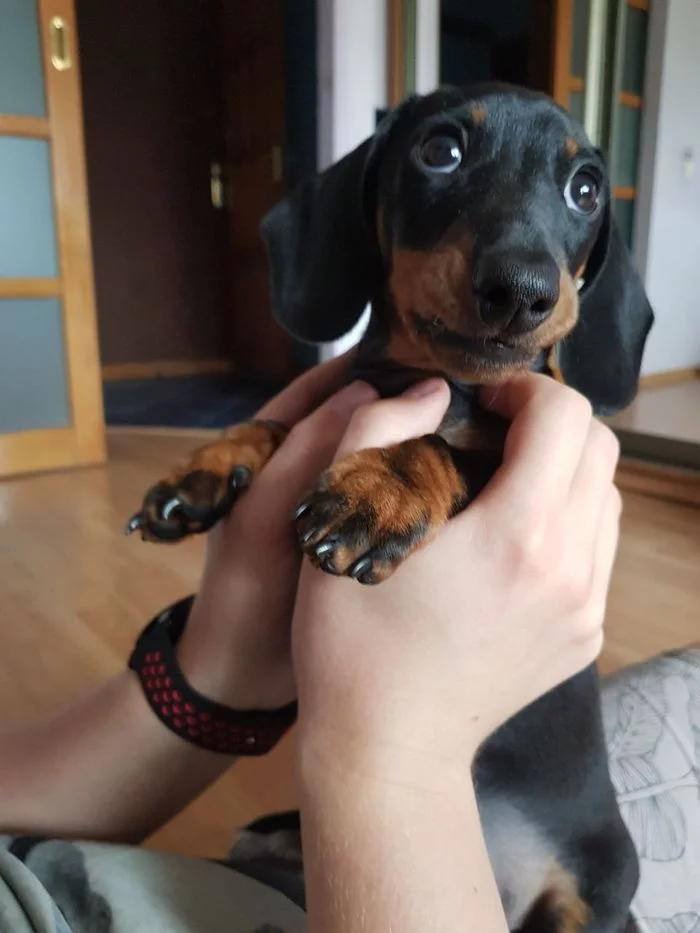 Was - Has become - My, Dog, Dachshund, It Was-It Was, Video, Longpost