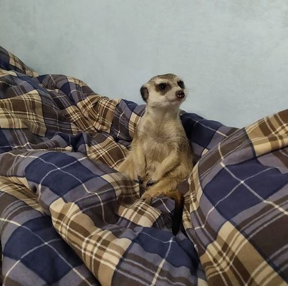 Meerkat Sweetie (Sweetiestarx) part 2 - diet - My, Meerkat, Pets, Wild animals, Pet, Animal Rescue, Milota, Story, Longpost