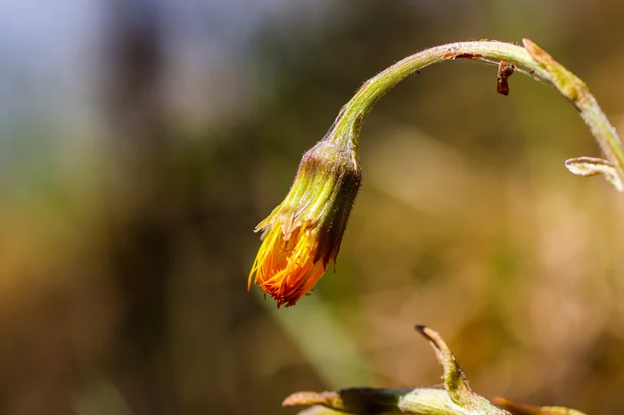 Spring - My, The photo, Spring, Plants, Insects, A bike, Shukhov tower, Canon 800D, Huawei mate 20, Longpost