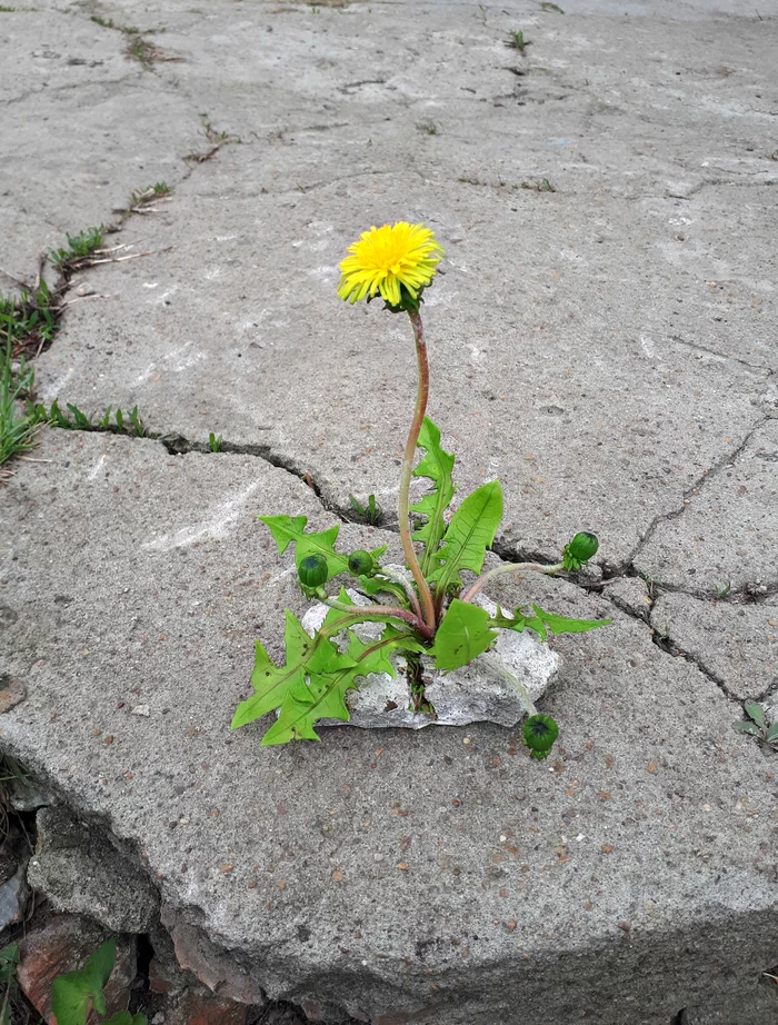 Botanical sculpture with dandelion made of cold porcelain Power of Life - My, Needlework with process, Dandelion, Sculpture, Plants, Nature, Cold porcelain, Longpost, Video