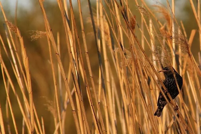 Poser in the reeds - Starling, Birds, Reeds, Pose