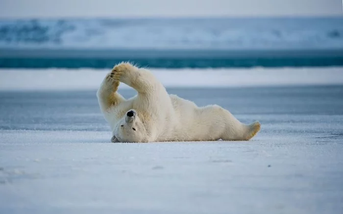 Stretch - The Bears, Polar bear, Puffs, Wild animals, wildlife, North, Alaska