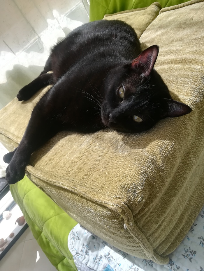 Котики устали песня