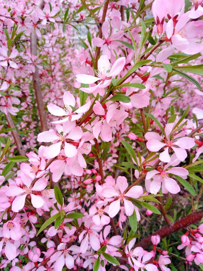 ������ ������� �������