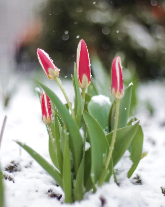 Tulips in the snow - My, Saint Petersburg, Flowers, Tulips, Snow, The photo