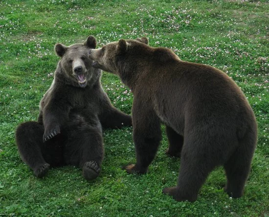 The time when it is better to ignore gossip) - The Bears, Brown bears, Polar bear, Wild animals, Zoo