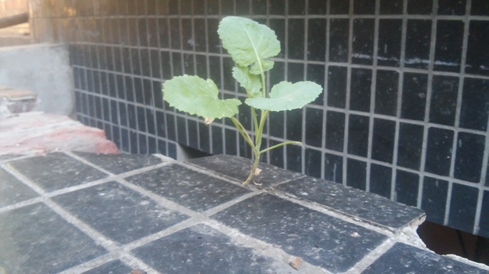 Земля? Не, не слышал...