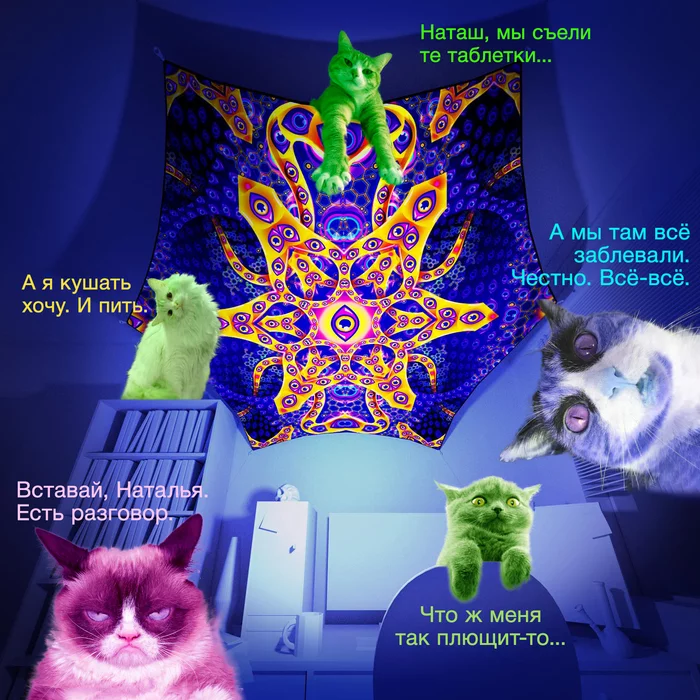 Reply to the post “First experience with LSD-25” - My, LSD, Drugs, Badtrip, Mat, cat, Hallucinations, Reply to post, Memes, Natasha we dropped everything
