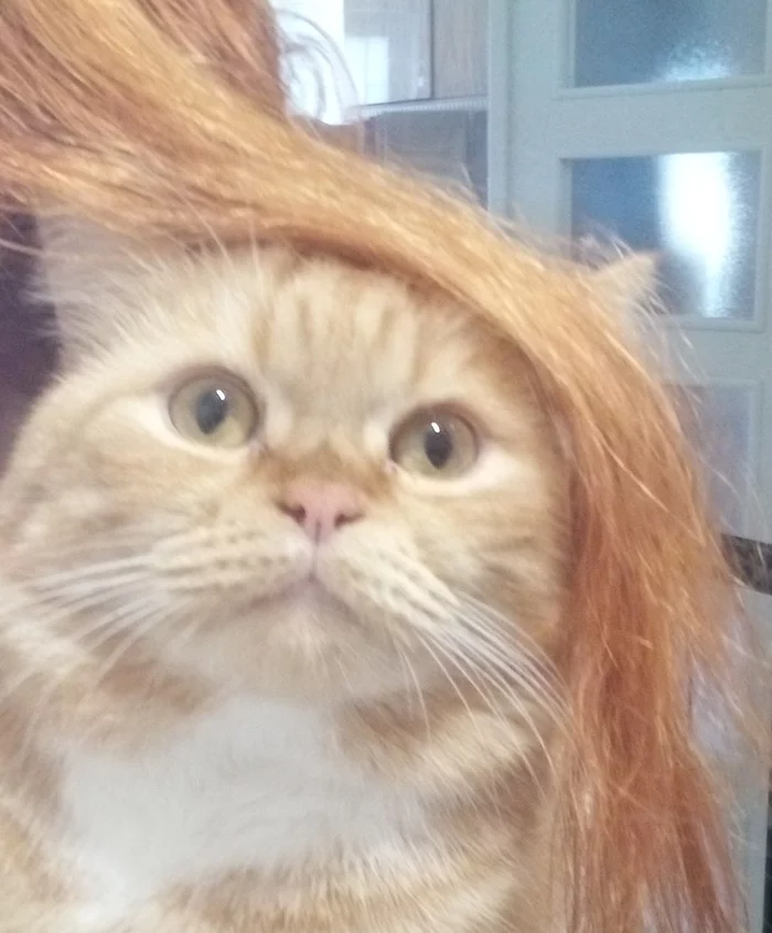 Changed my image - My, cat, Redheads