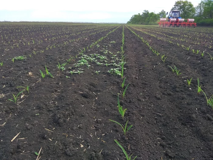 Field. Before and after - My, Сельское хозяйство, Cultivation, Corn