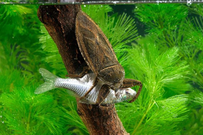 Что это за штука - 92 Перевел сам, Reddit, WhatIsThisThing, Видео, Длиннопост