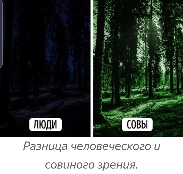 Зачем совам кости вокруг глаз? Книга животных, Сова, Череп, Голова, Строение, Видео, Длиннопост