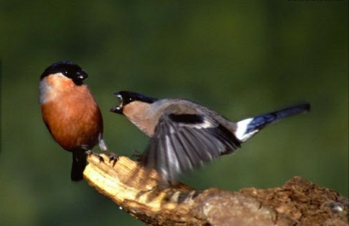 Everyone can do KUS - Bullfinches, Kus, From the network