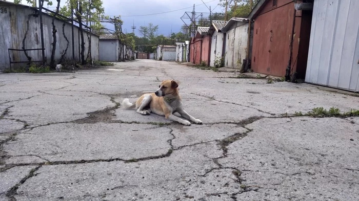 Гаражный пёс - Моё, Фотография, Собака, Гаражный кооператив, Гараж