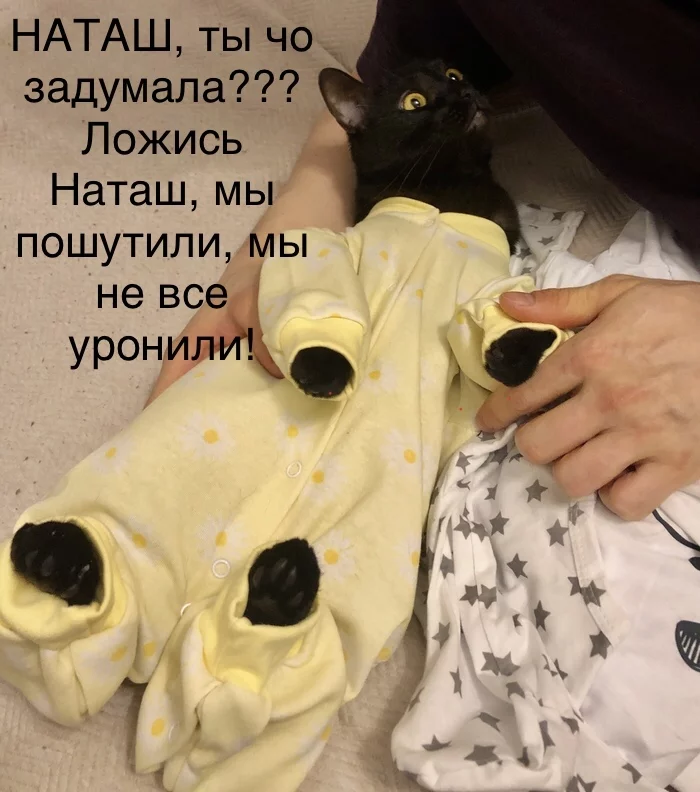 Рисуем мем! - Мемы, Смех (реакция), Кот, Черный кот, Наташа мы все уронили