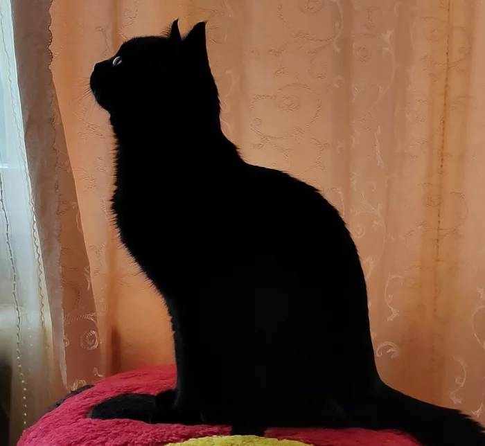 Silhouette - My, Silhouette, Black cat, The photo, Without processing, cat